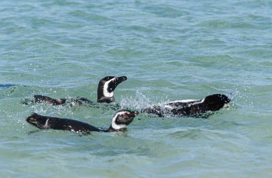 Pingüino de Magallanes - islas Falkland o Malvinas 14.jpg